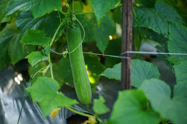 Jardinbioconseils